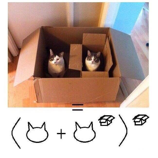cat plus cat boxed boxed